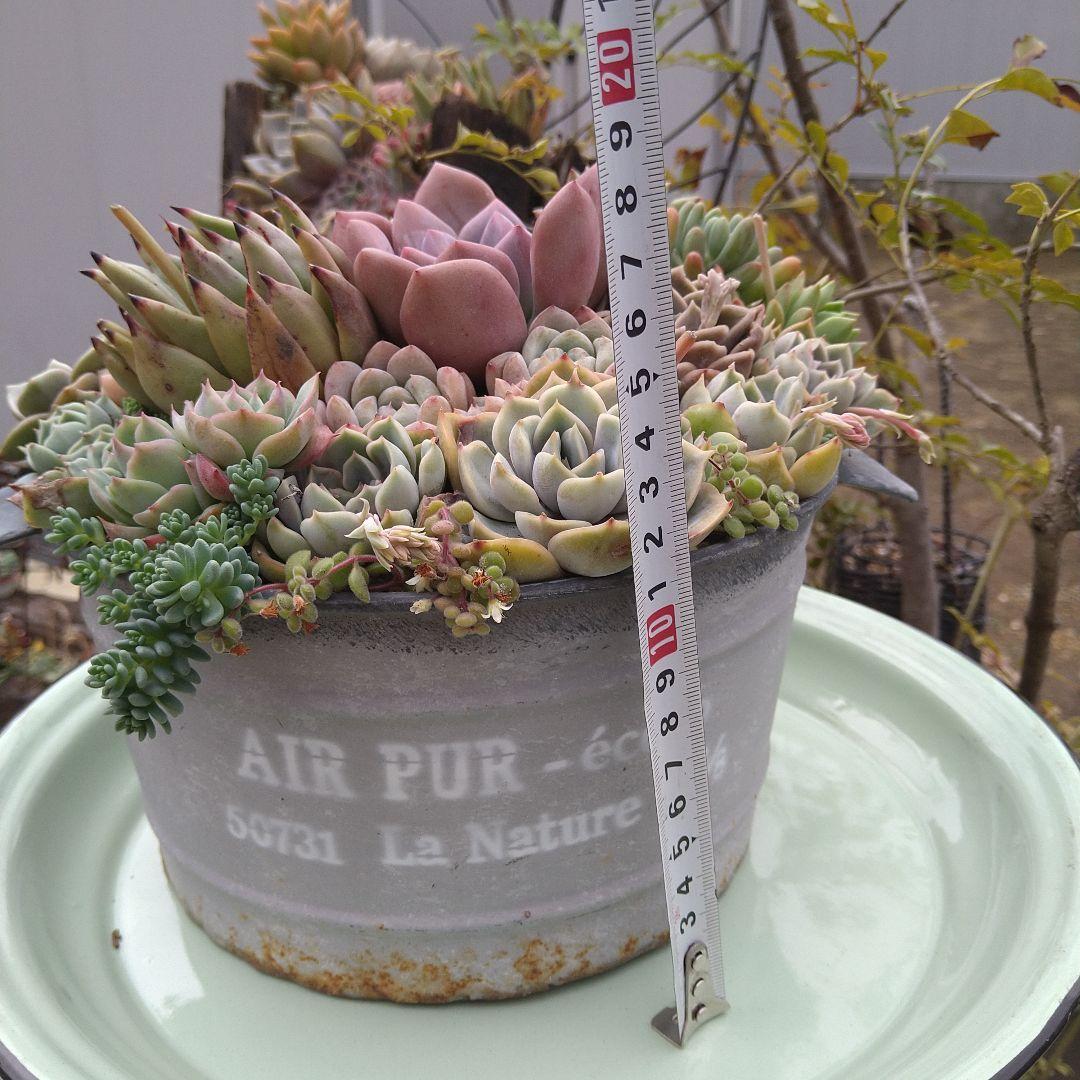 多肉植物寄せ植え【取っ手付きブリキプランター】そのまま飾れる寄せ植え　匿名発送