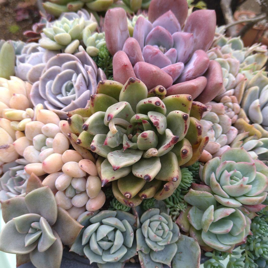 多肉植物寄せ植え【取っ手付きブリキプランター】そのまま飾れる寄せ植え　匿名発送