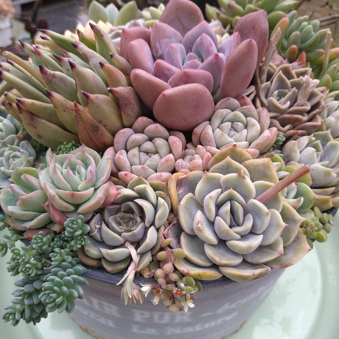 多肉植物寄せ植え【取っ手付きブリキプランター】そのまま飾れる寄せ植え　匿名発送