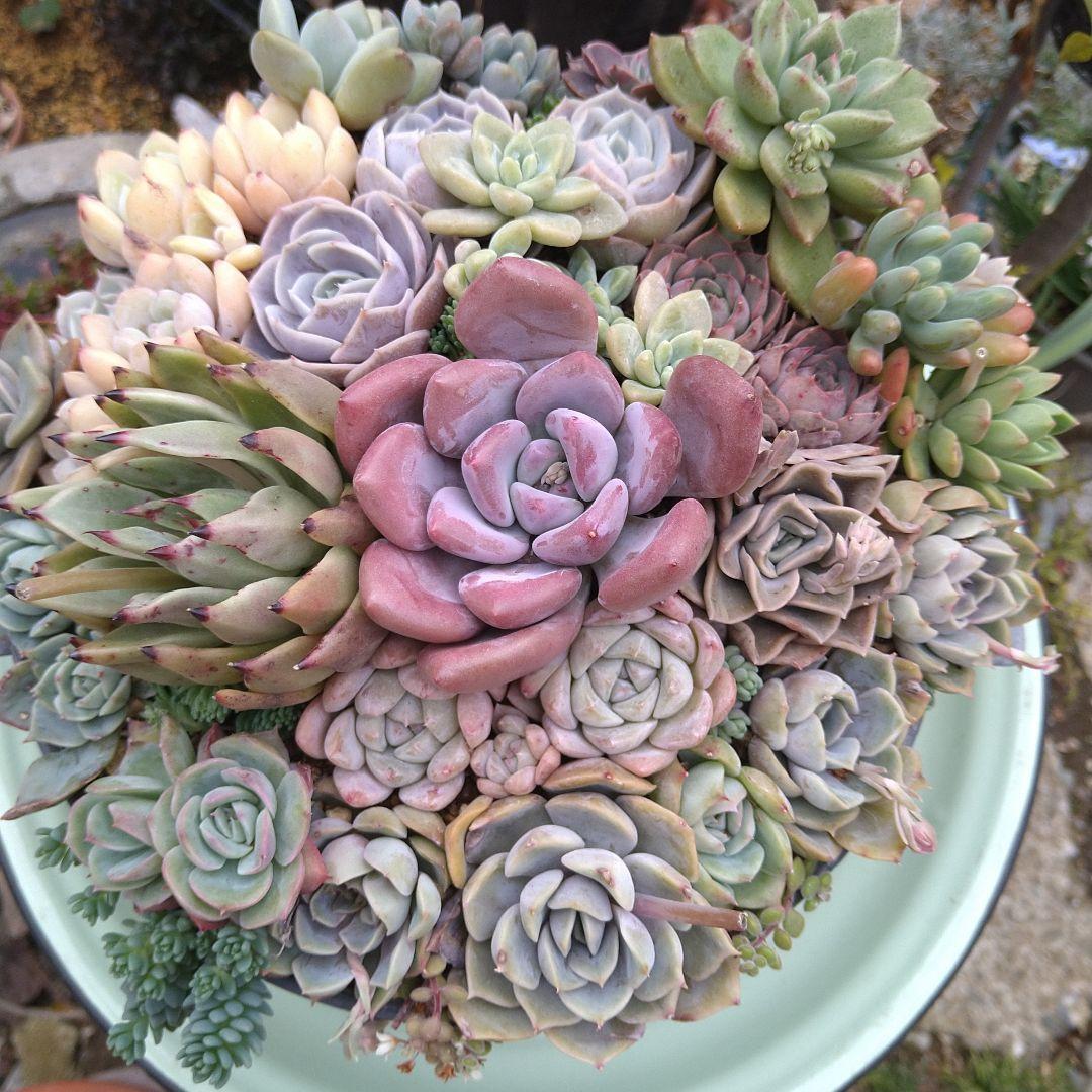 多肉植物寄せ植え【取っ手付きブリキプランター】そのまま飾れる寄せ植え　匿名発送