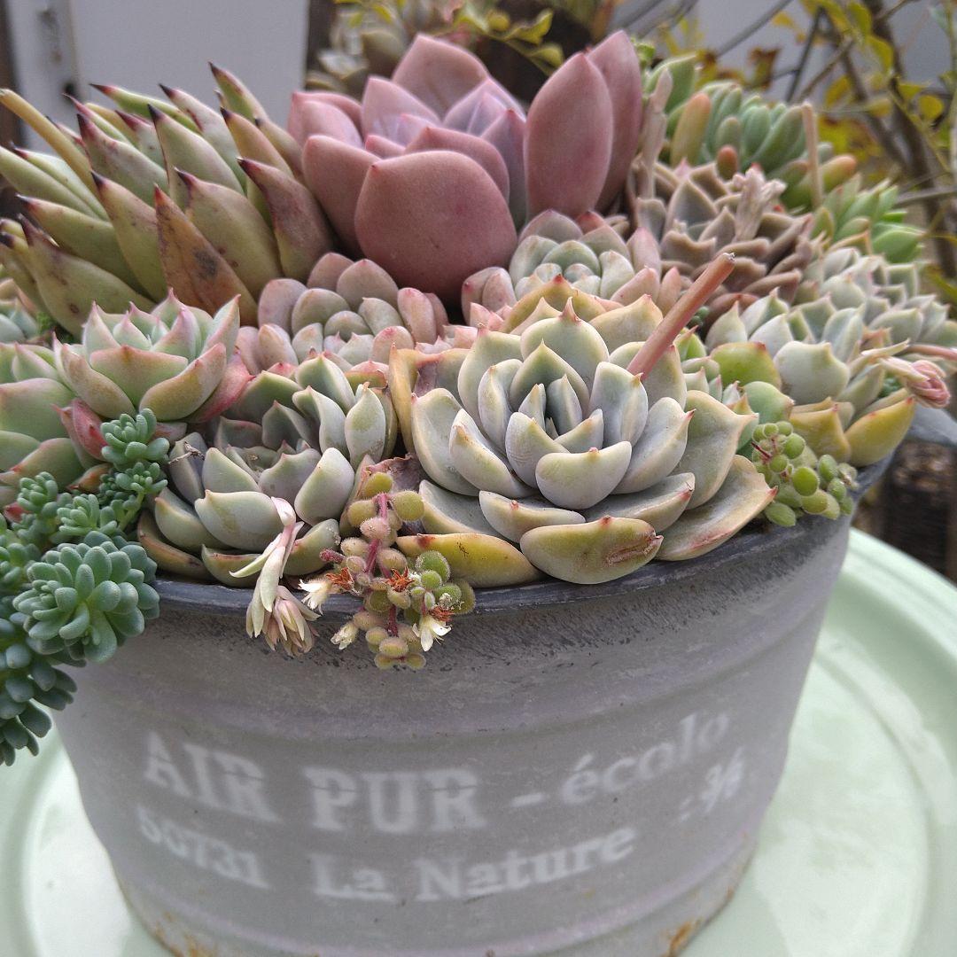 多肉植物寄せ植え【取っ手付きブリキプランター】そのまま飾れる寄せ植え　匿名発送