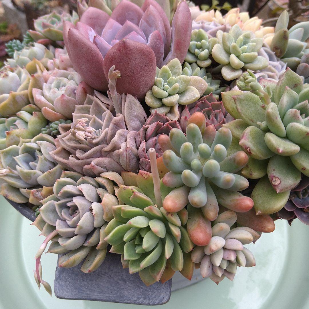 多肉植物寄せ植え【取っ手付きブリキプランター】そのまま飾れる寄せ植え　匿名発送