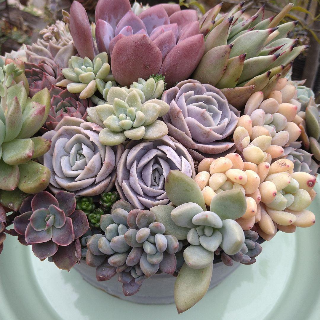 多肉植物寄せ植え【取っ手付きブリキプランター】そのまま飾れる寄せ植え　匿名発送