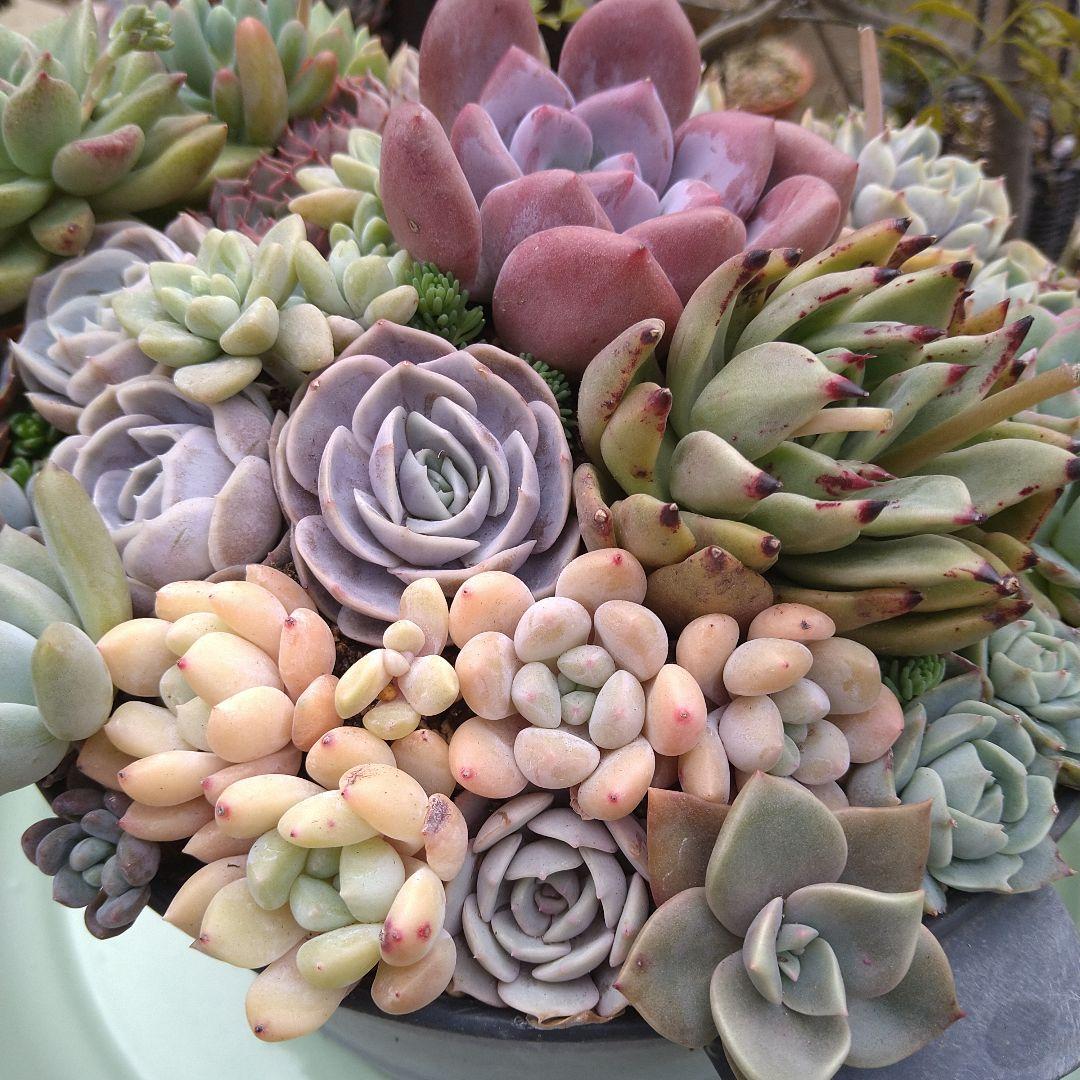 多肉植物寄せ植え【取っ手付きブリキプランター】そのまま飾れる寄せ植え　匿名発送