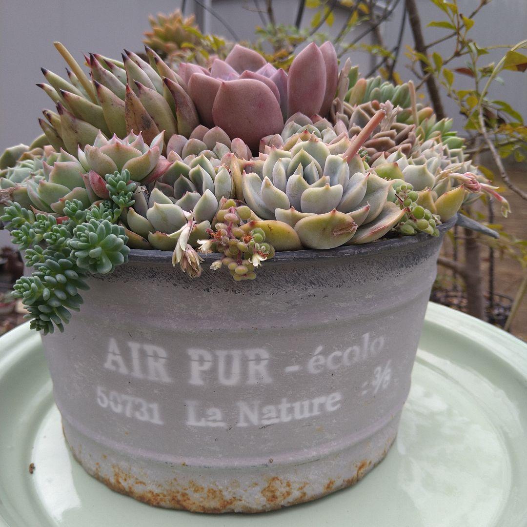 多肉植物寄せ植え【取っ手付きブリキプランター】そのまま飾れる寄せ植え　匿名発送