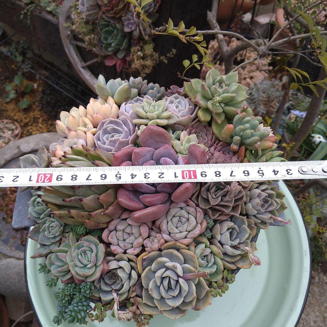 多肉植物寄せ植え【取っ手付きブリキプランター】そのまま飾れる寄せ植え　匿名発送