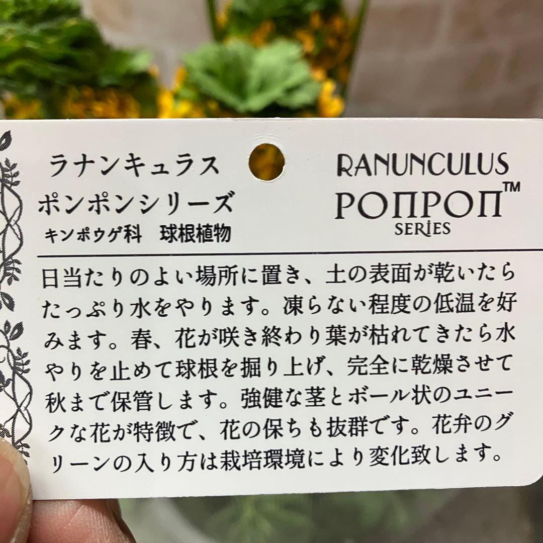ラナンキュラス ポンポン メルリーノ 6号鉢 鉢花 球根