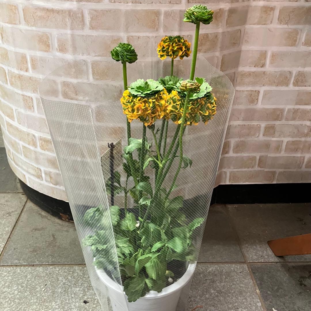 ラナンキュラス ポンポン メルリーノ 6号鉢 鉢花 球根