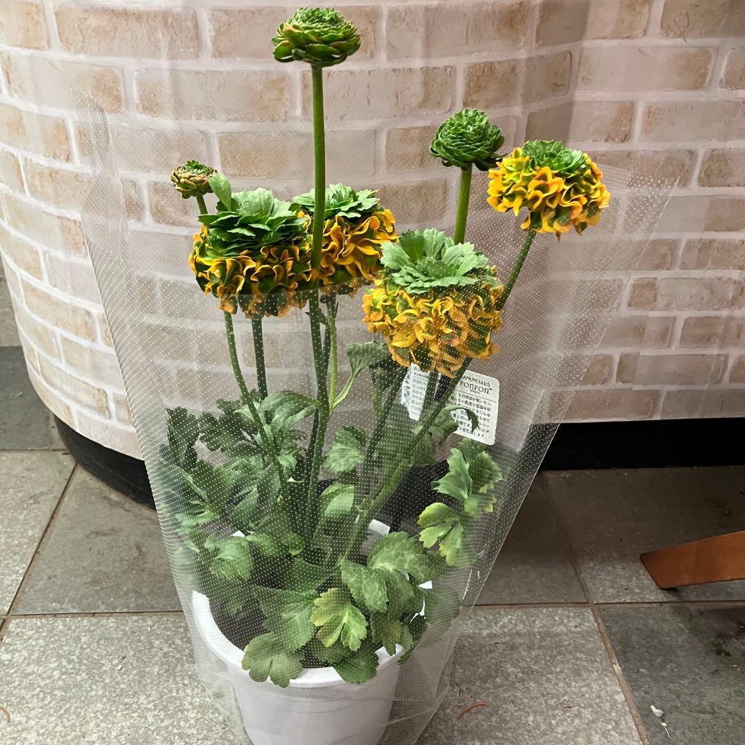 ラナンキュラス ポンポン メルリーノ 6号鉢 鉢花 球根