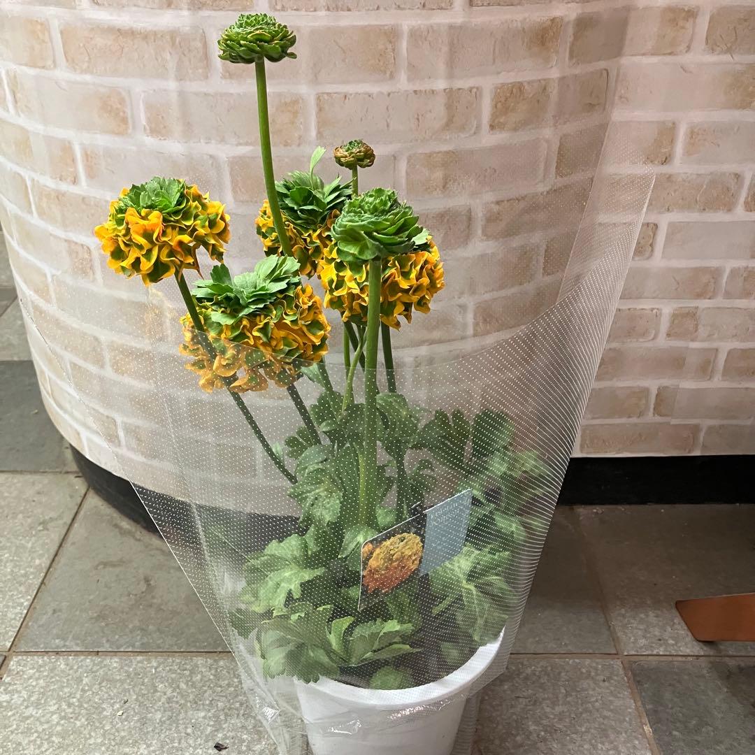 ラナンキュラス ポンポン メルリーノ 6号鉢 鉢花 球根