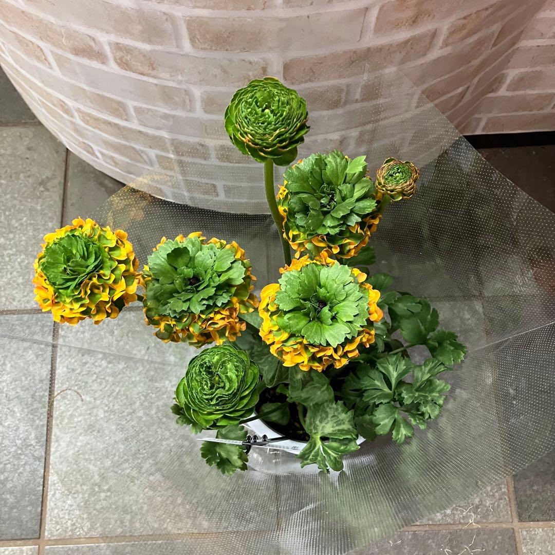 ラナンキュラス ポンポン メルリーノ 6号鉢 鉢花 球根