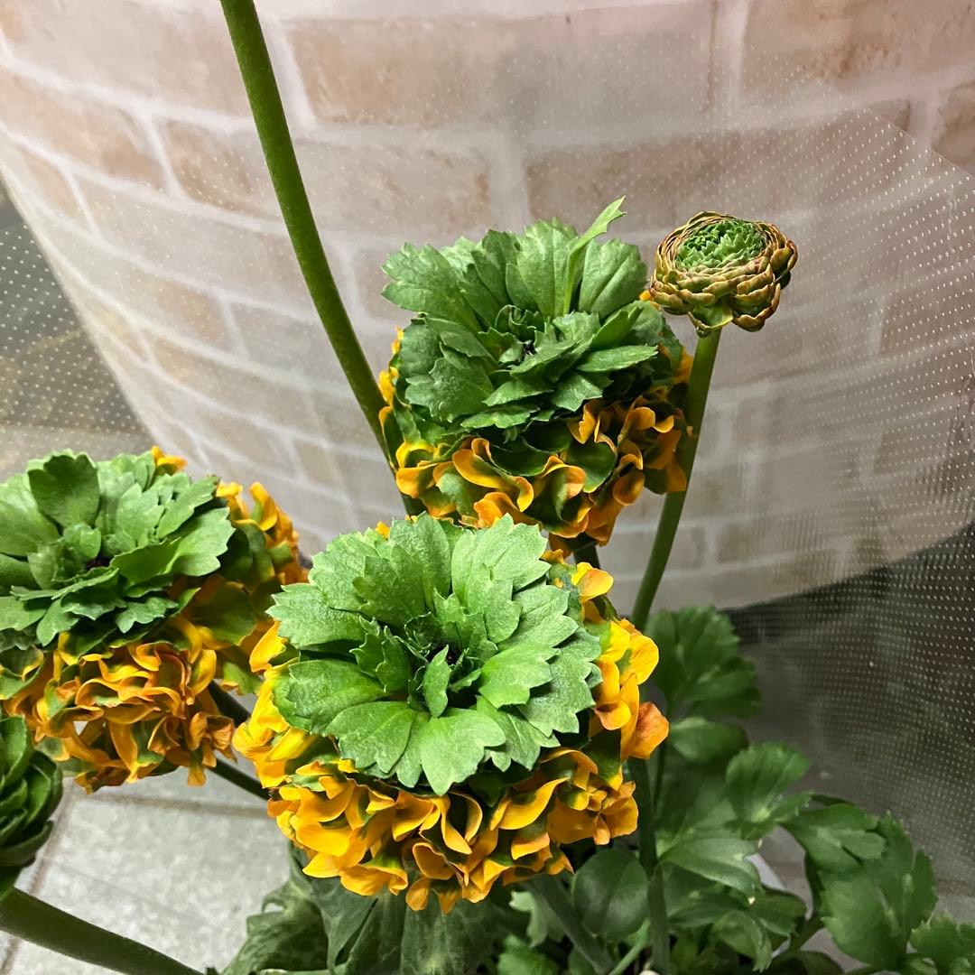 ラナンキュラス ポンポン メルリーノ 6号鉢 鉢花 球根