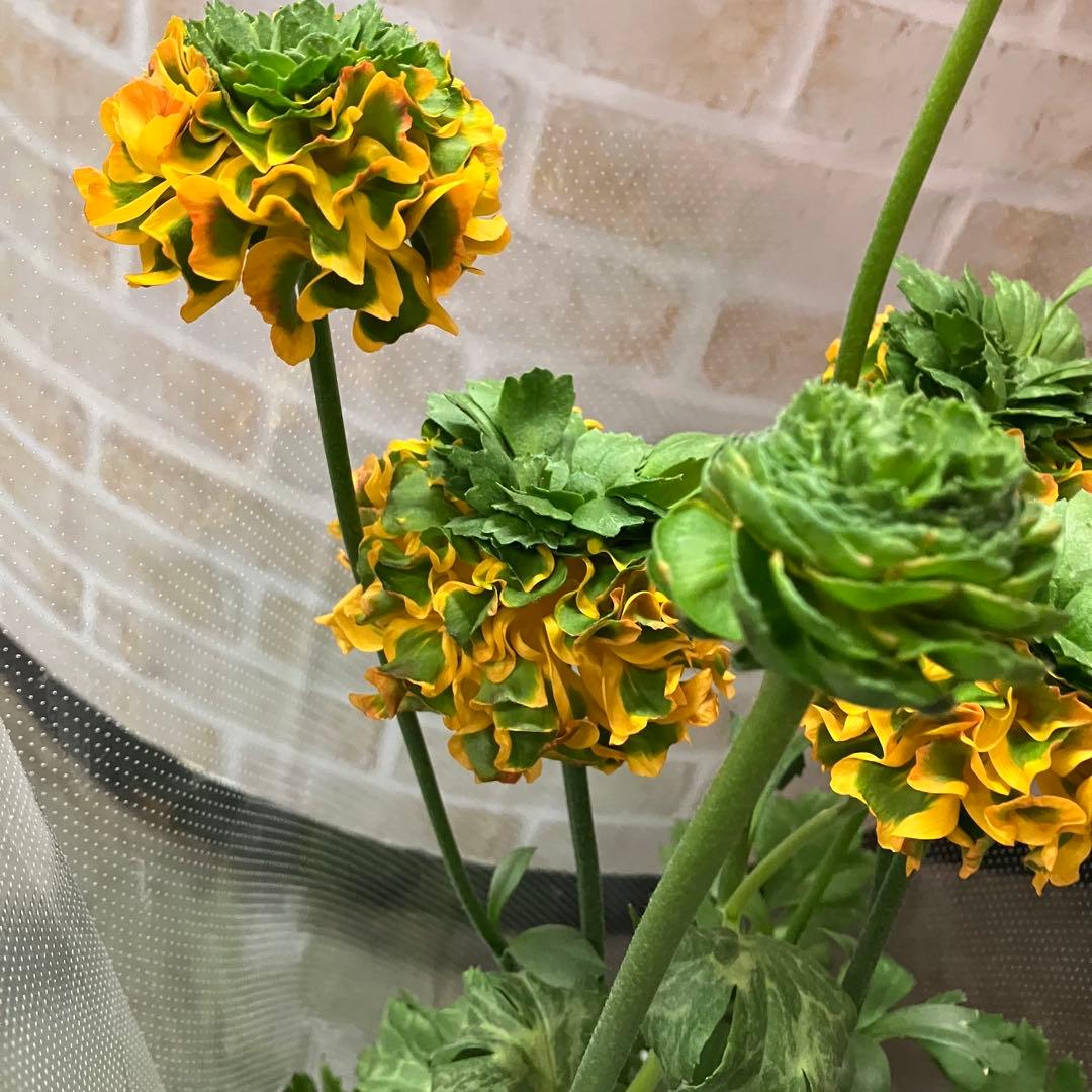 ラナンキュラス ポンポン メルリーノ 6号鉢 鉢花 球根