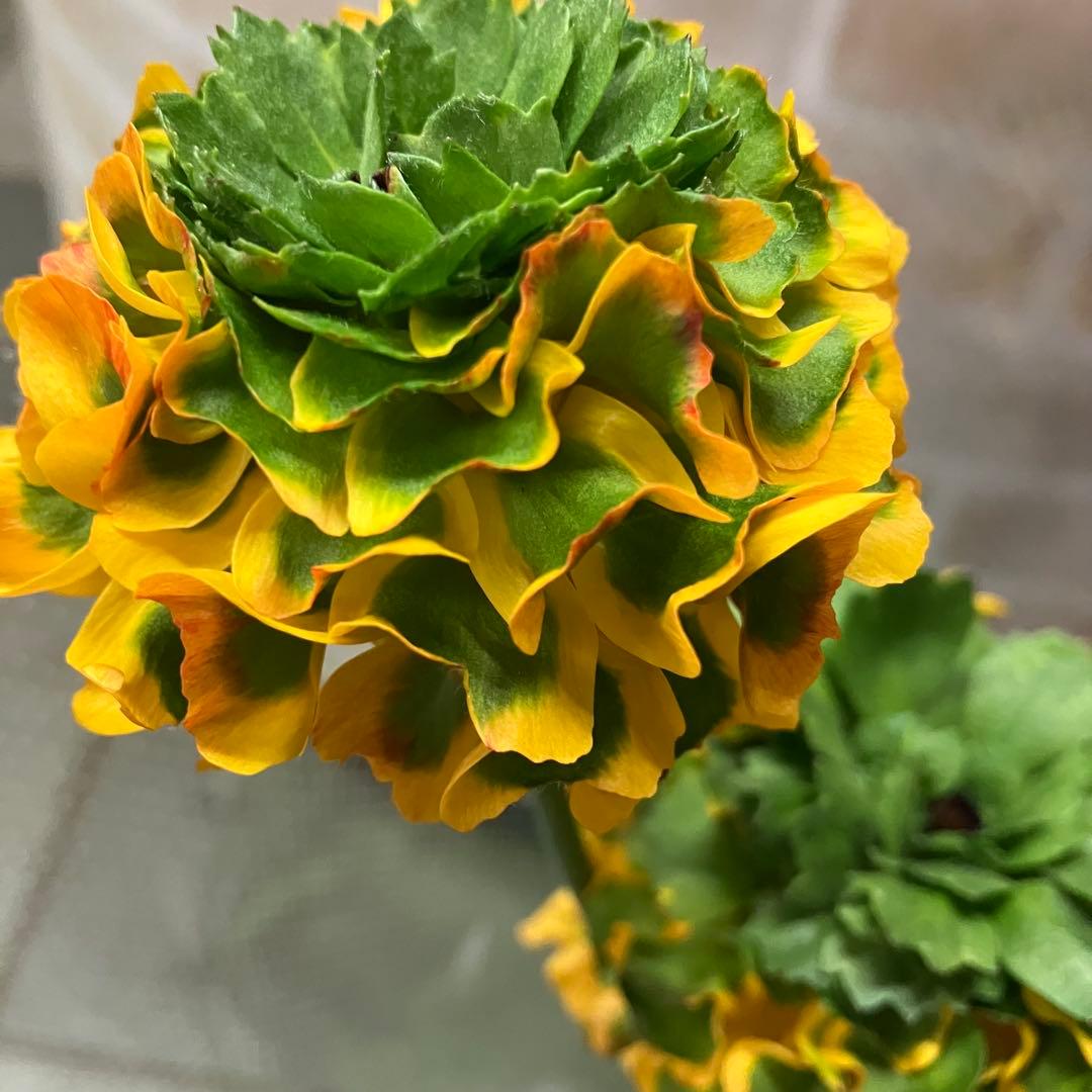 ラナンキュラス ポンポン メルリーノ 6号鉢 鉢花 球根