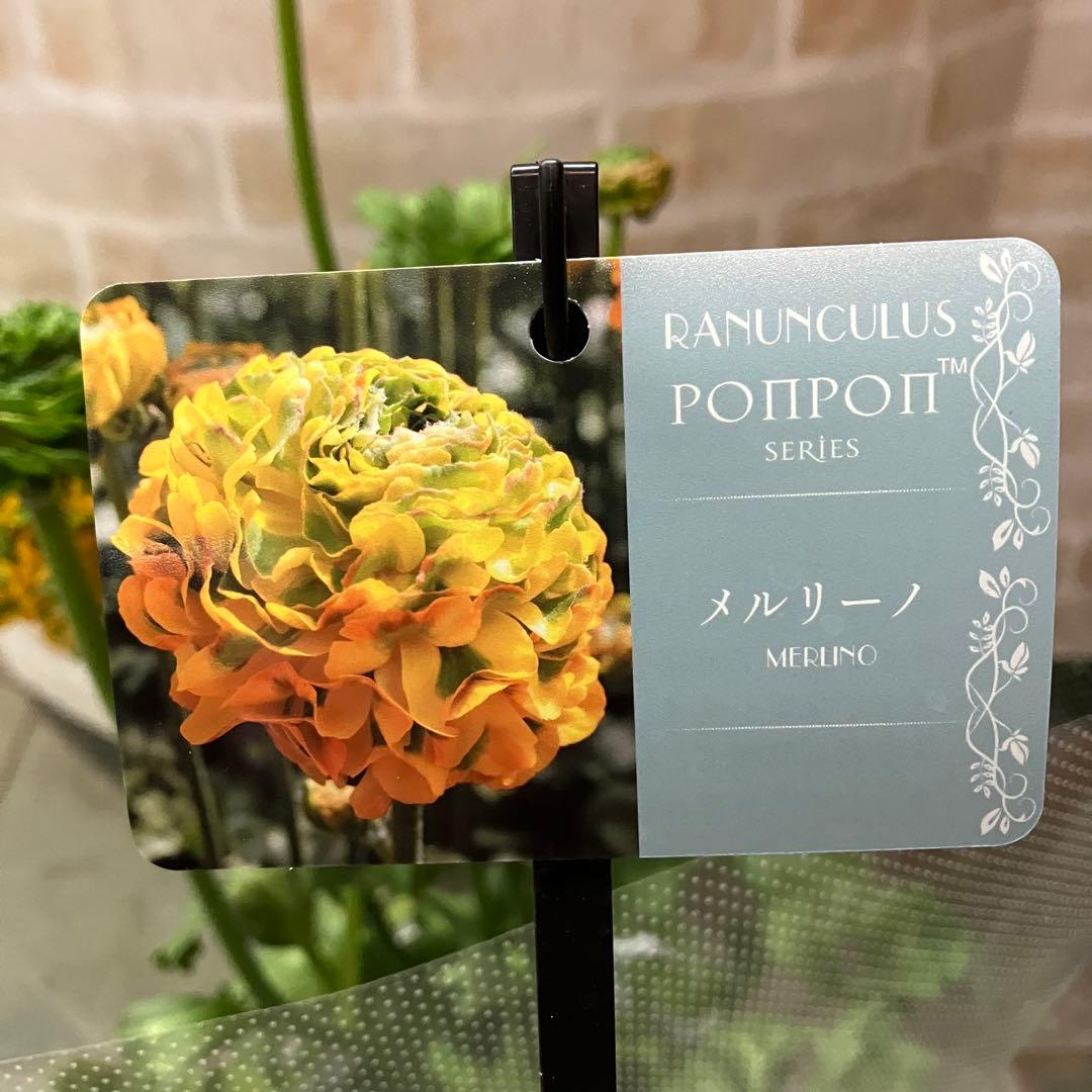 ラナンキュラス ポンポン メルリーノ 6号鉢 鉢花 球根