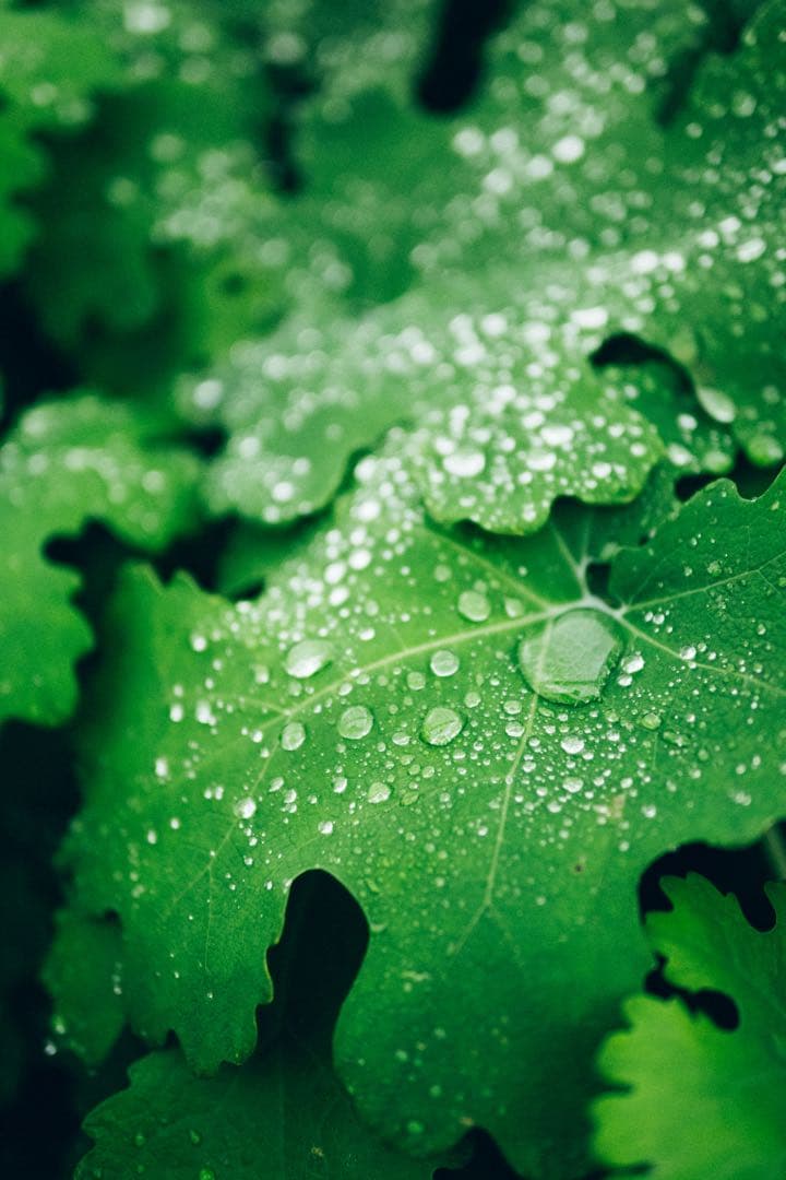 Sigma 30mm f1.4 DC DN ニコンZマウント