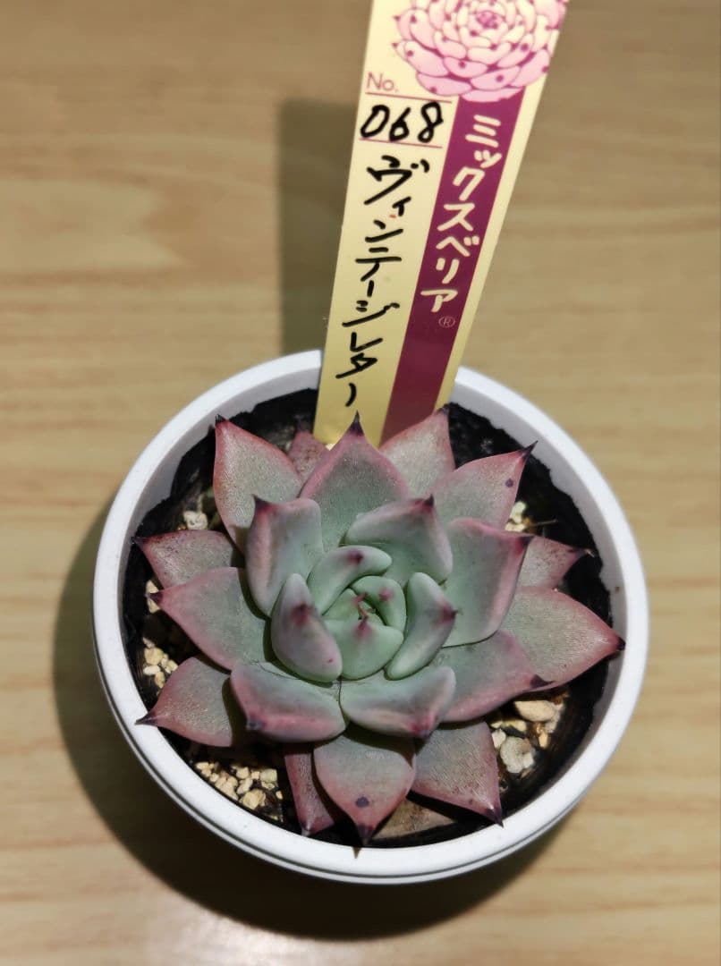 おらいさんミックスベリア　ヴィンテージレター札付き