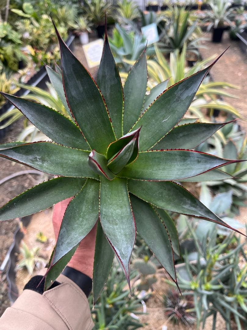 アガベ　ブルーグロー（ブルーグロウ）　02