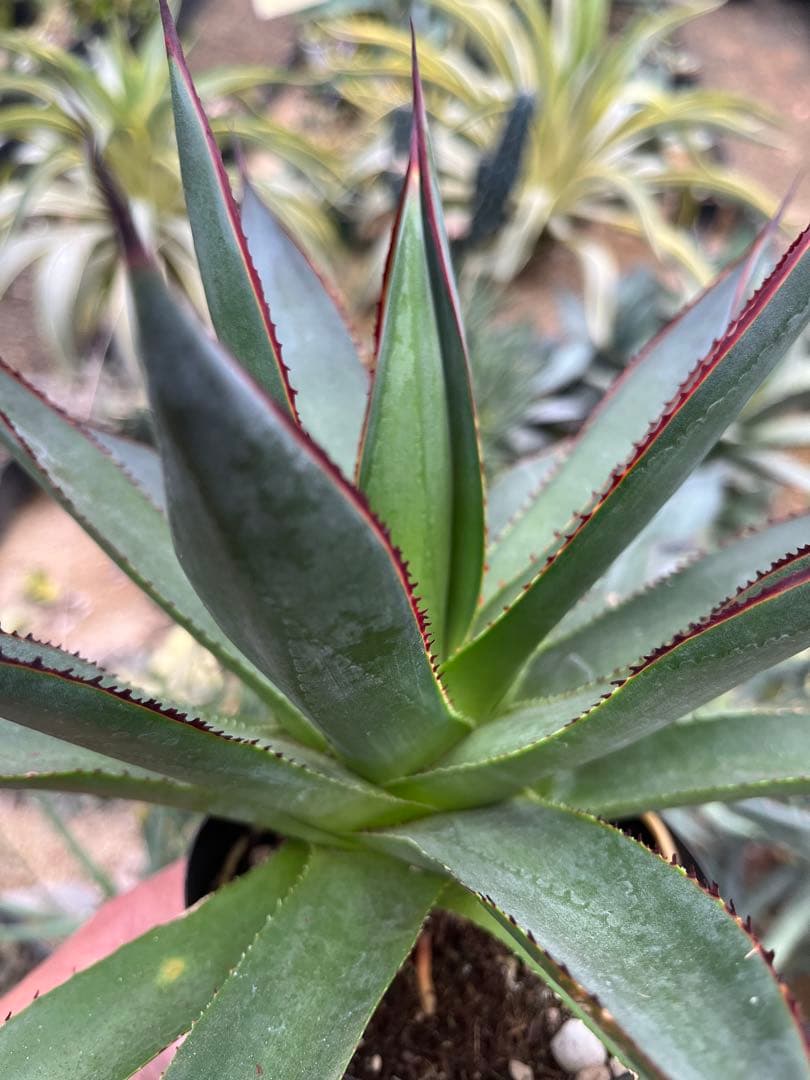 アガベ　ブルーグロー（ブルーグロウ）　02