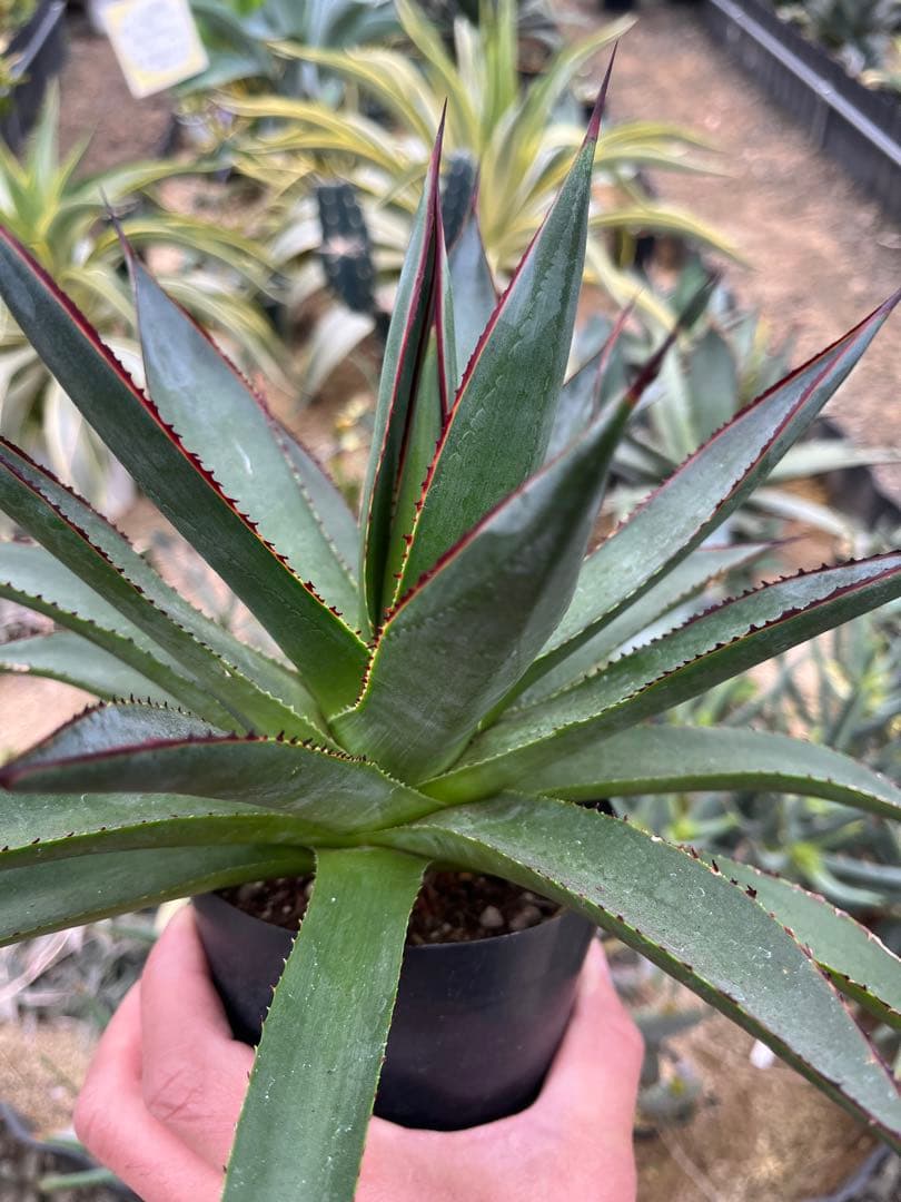 アガベ　ブルーグロー（ブルーグロウ）　02