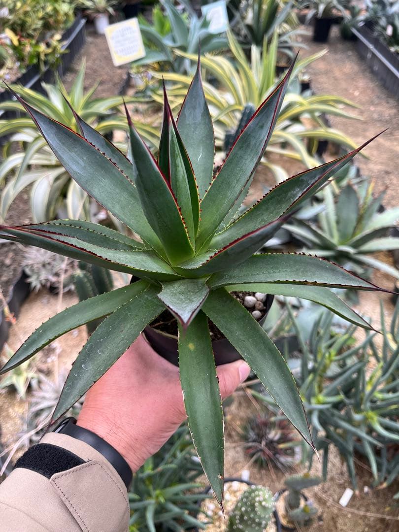 アガベ　ブルーグロー（ブルーグロウ）　02