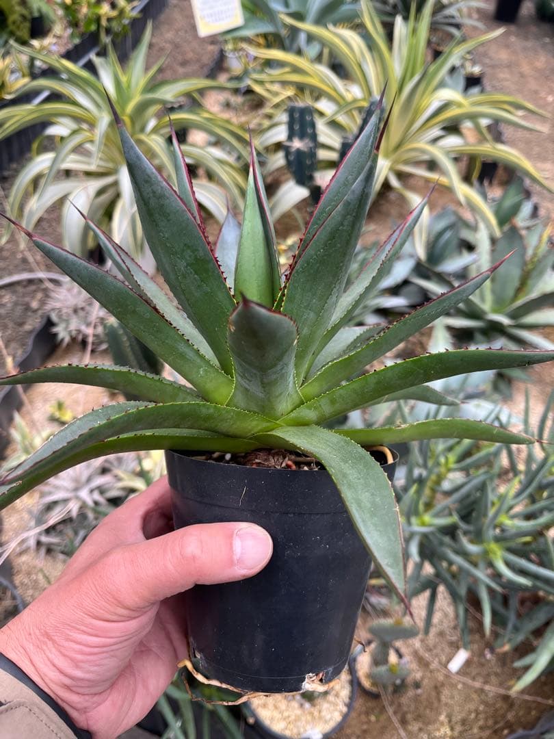 アガベ　ブルーグロー（ブルーグロウ）　02