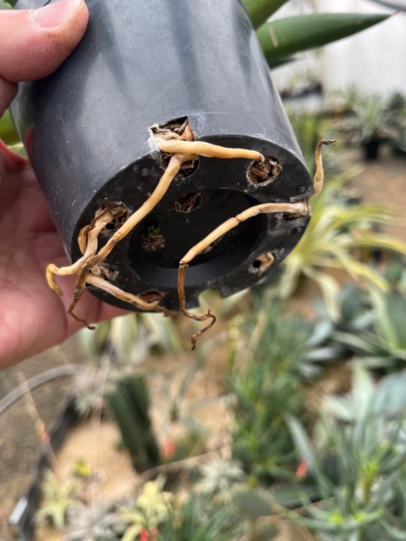 アガベ　ブルーグロー（ブルーグロウ）　02