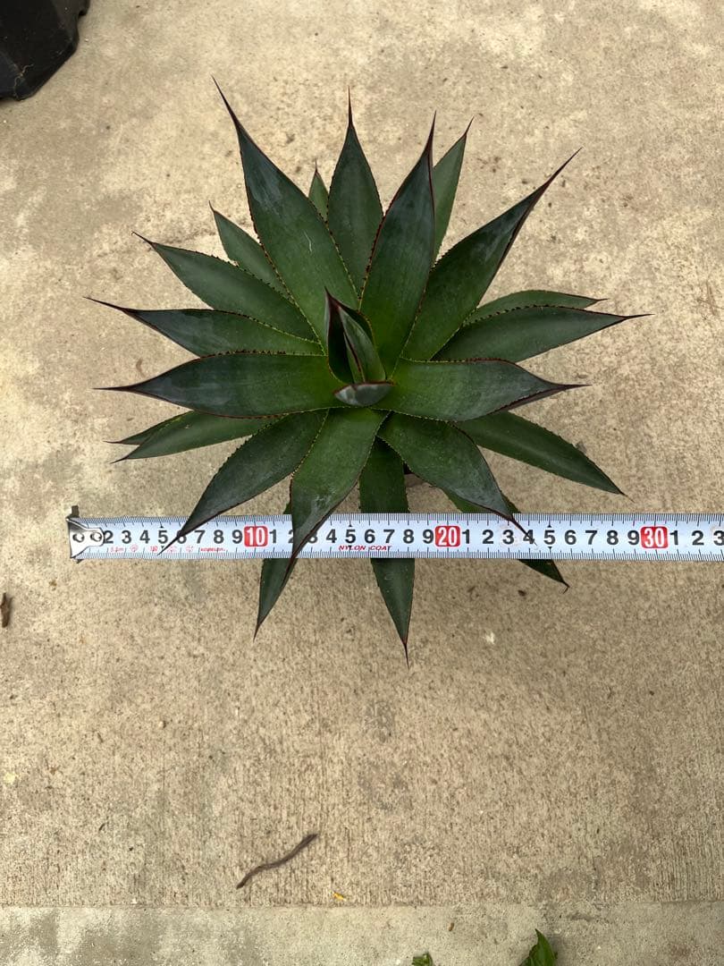 アガベ　ブルーグロー（ブルーグロウ）　02