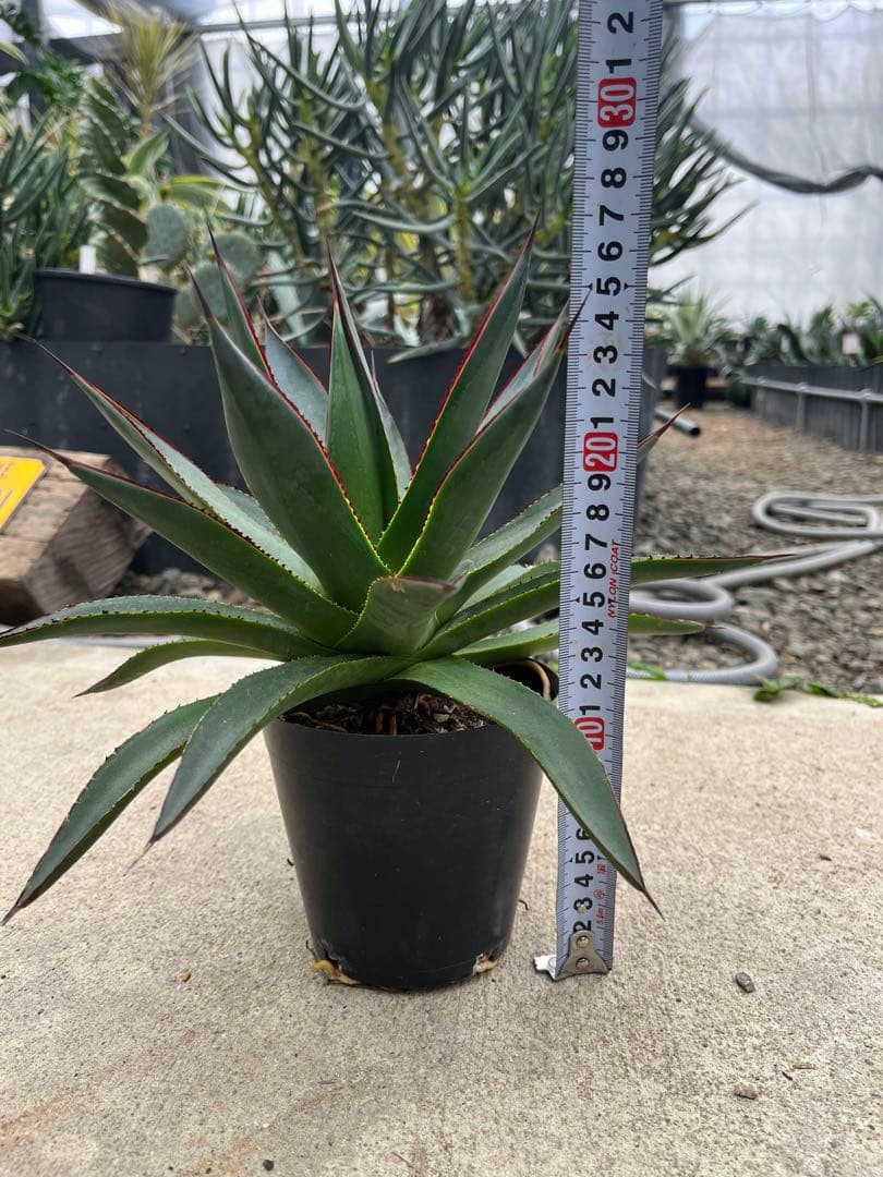 アガベ　ブルーグロー（ブルーグロウ）　02