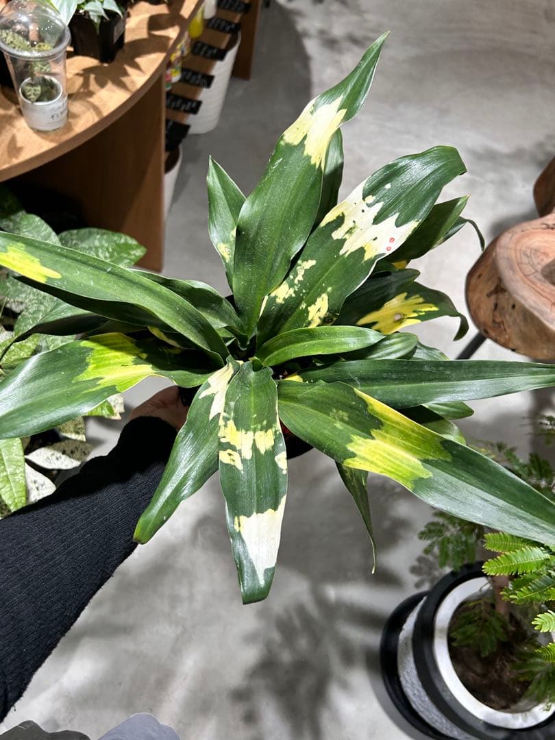 万年青　オモト　宝船