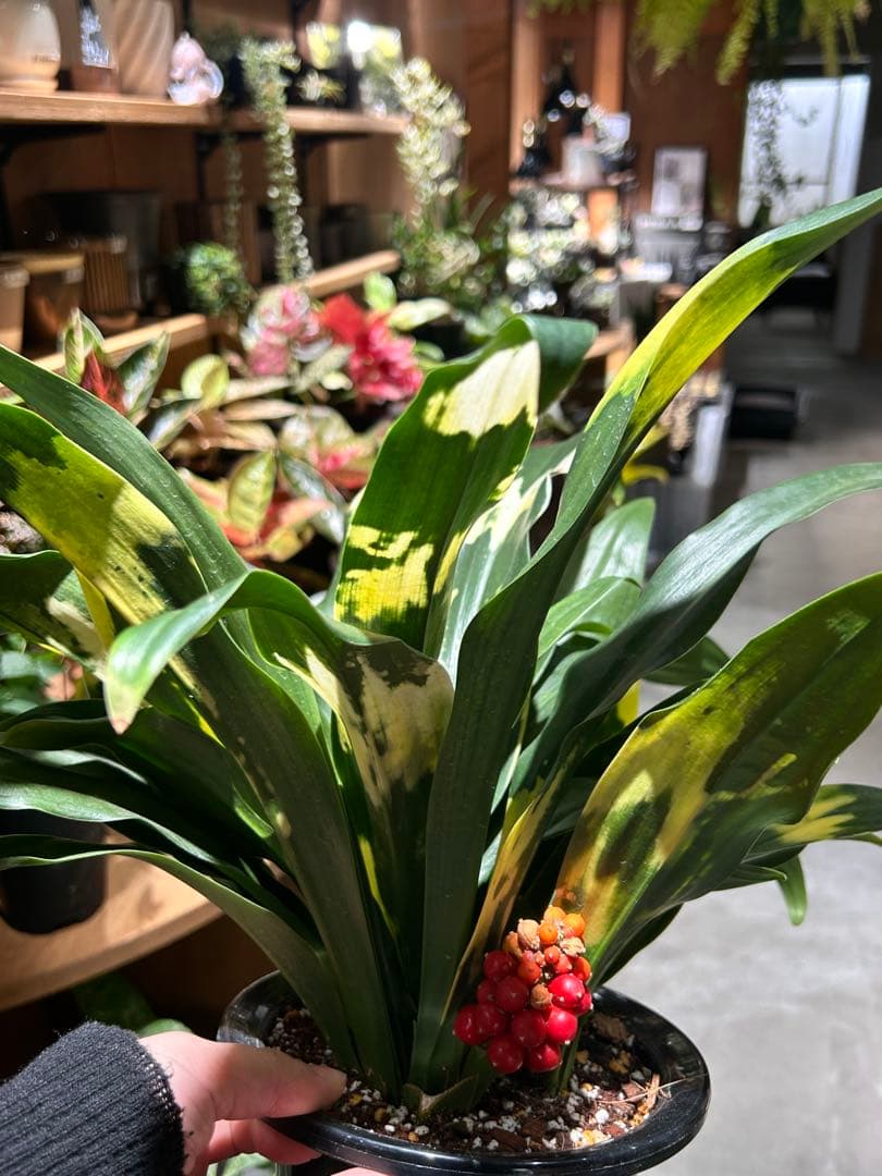 万年青　オモト　宝船