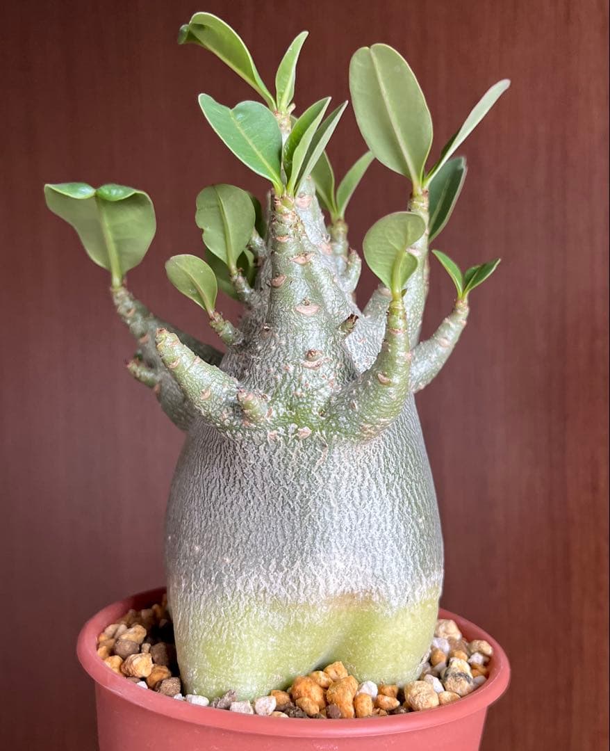 【激レア/ドワーフ/極太/塊根】アデニウム アラビカムV2ハック鉢植えE-13