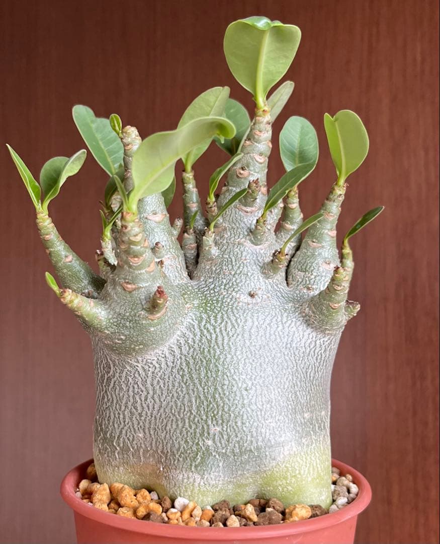 【激レア/ドワーフ/極太/塊根】アデニウム アラビカムV2ハック鉢植えE-13