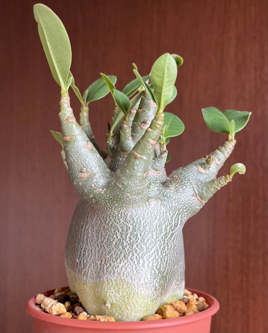 【激レア/ドワーフ/極太/塊根】アデニウム アラビカムV2ハック鉢植えE-13