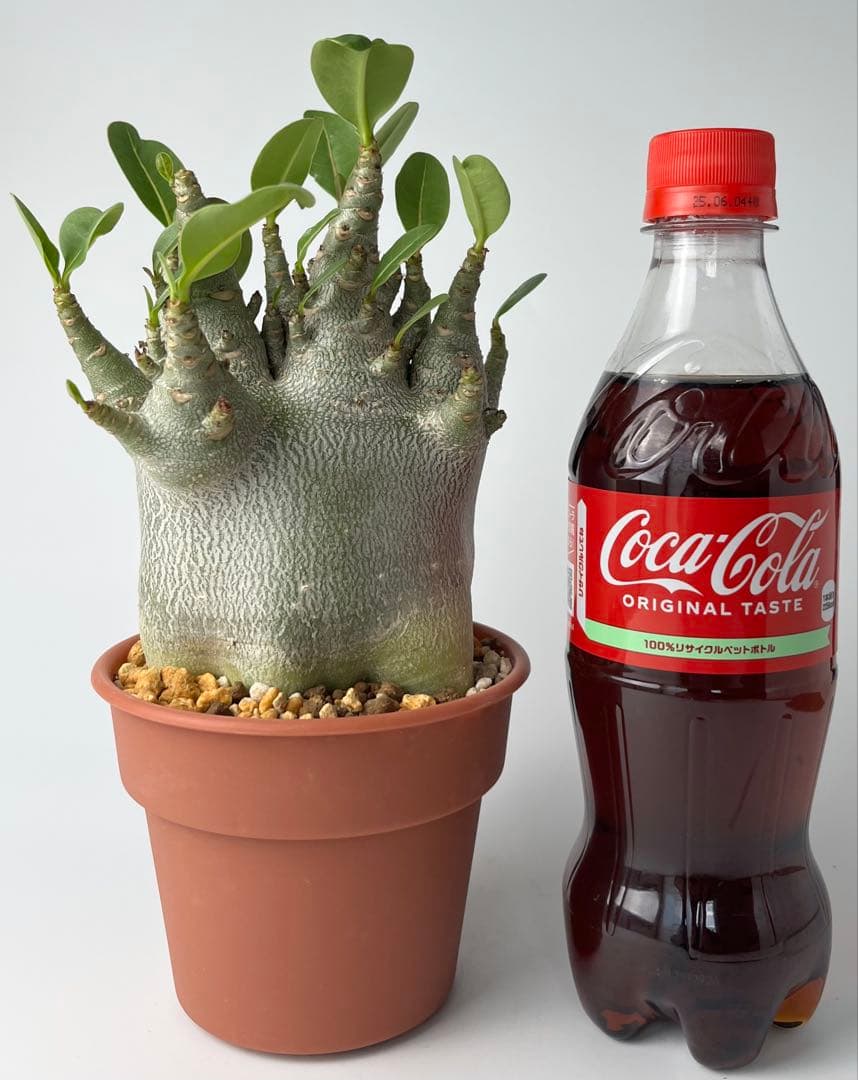 【激レア/ドワーフ/極太/塊根】アデニウム アラビカムV2ハック鉢植えE-13