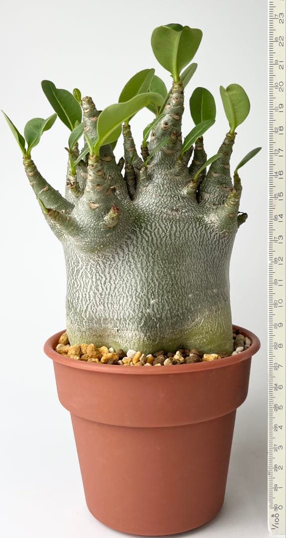 【激レア/ドワーフ/極太/塊根】アデニウム アラビカムV2ハック鉢植えE-13