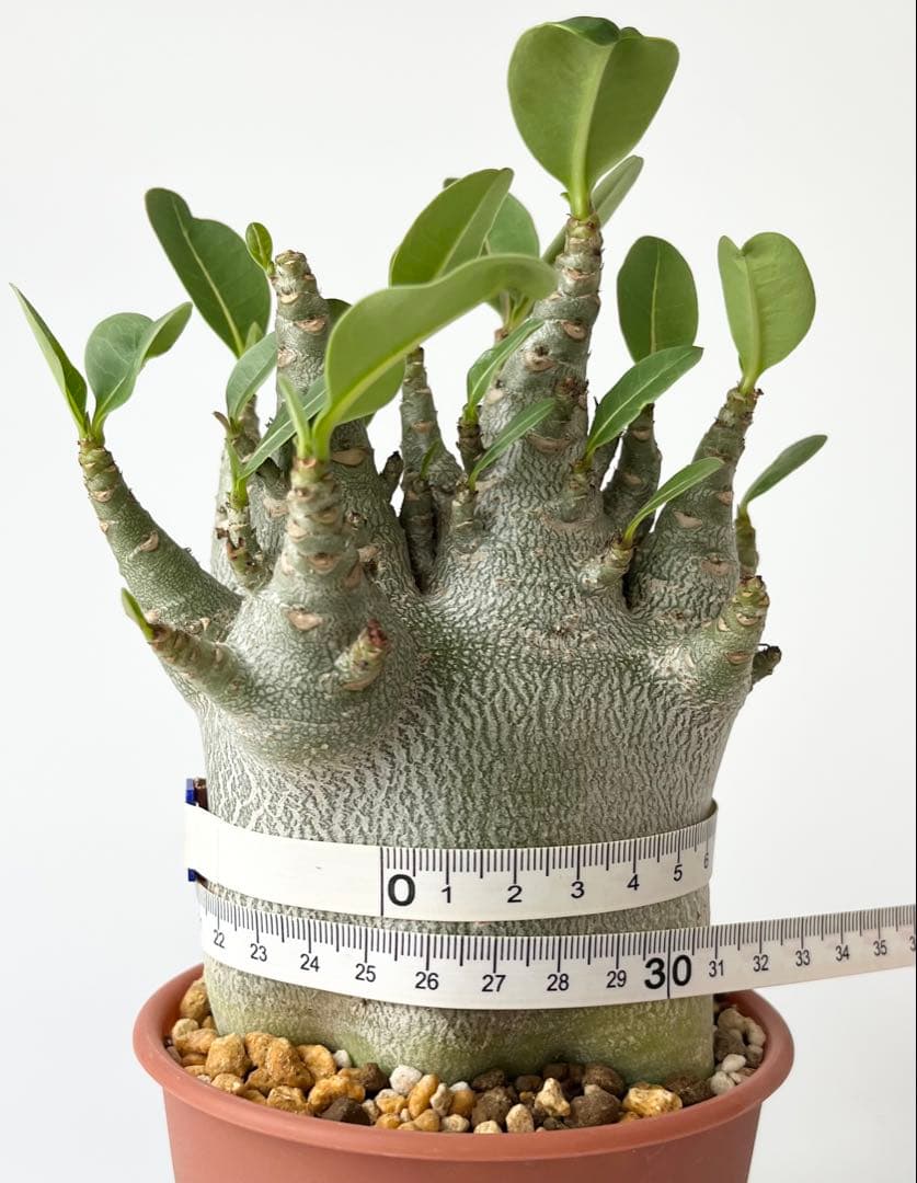 【激レア/ドワーフ/極太/塊根】アデニウム アラビカムV2ハック鉢植えE-13