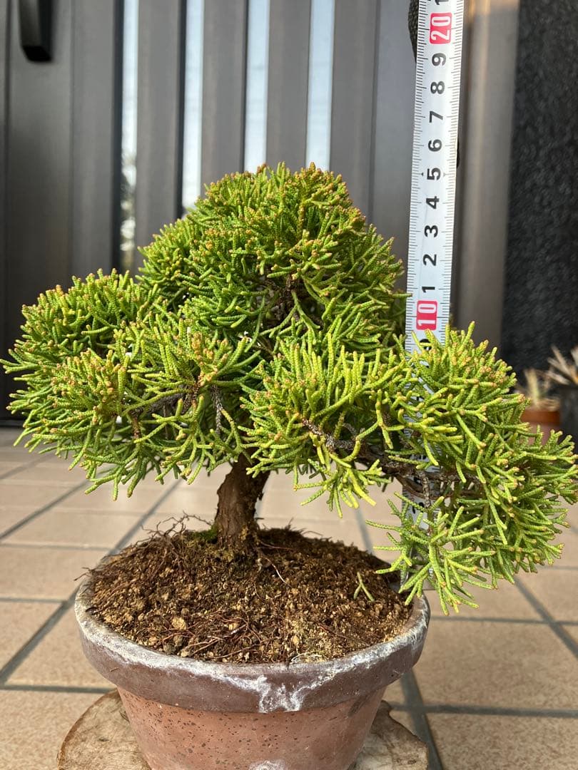 ◉紀州真柏　優良素材　大特価！大幅値下げ3/15(日曜日)まで早いもの勝ち