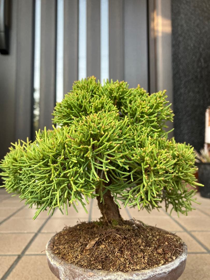 ◉紀州真柏　優良素材　大特価！大幅値下げ3/15(日曜日)まで早いもの勝ち