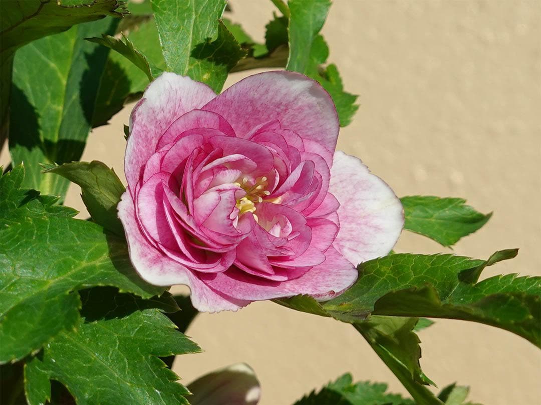 クリスマスローズ dd ピンクグラデーション 変わり咲き