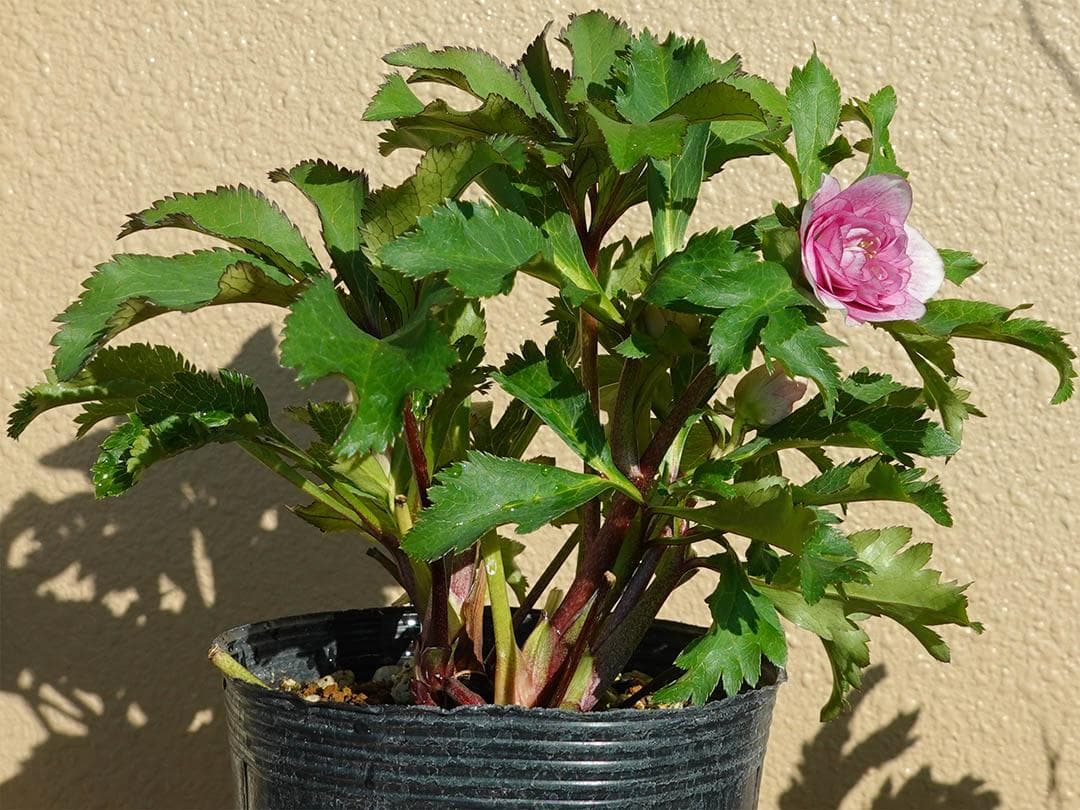 クリスマスローズ dd ピンクグラデーション 変わり咲き