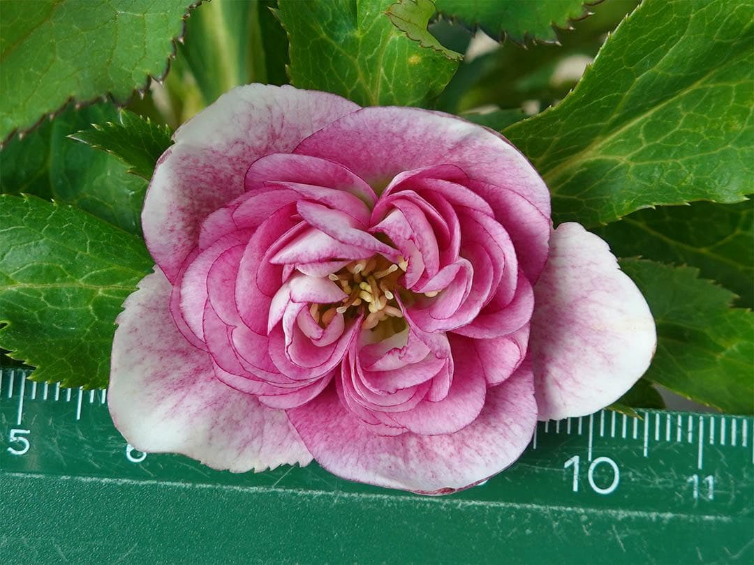 クリスマスローズ dd ピンクグラデーション 変わり咲き