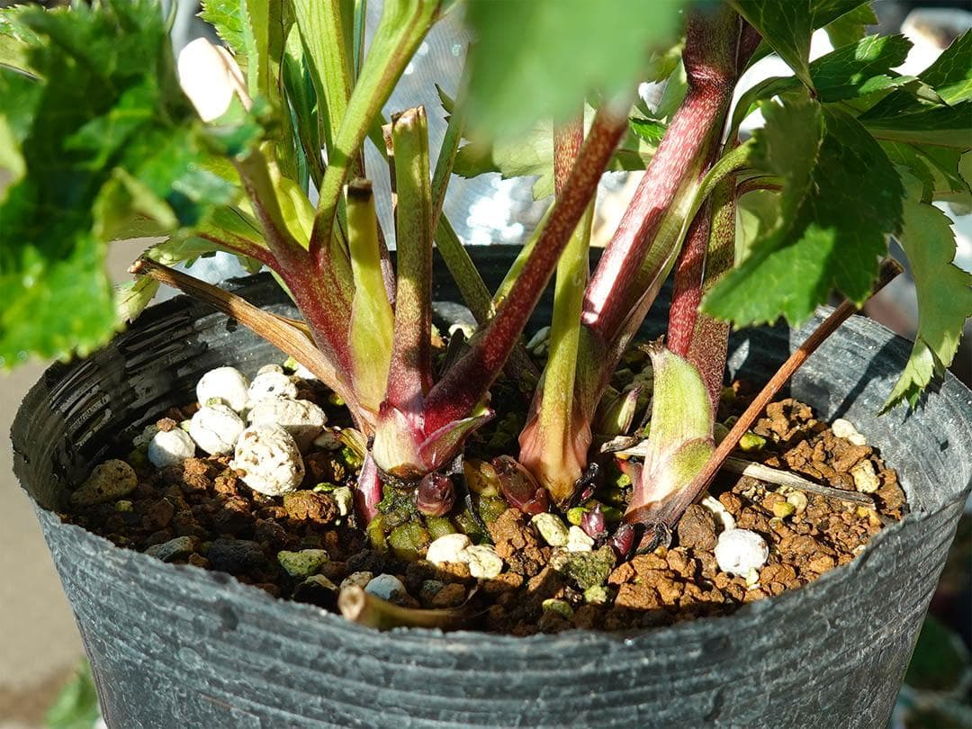 クリスマスローズ dd ピンクグラデーション 変わり咲き