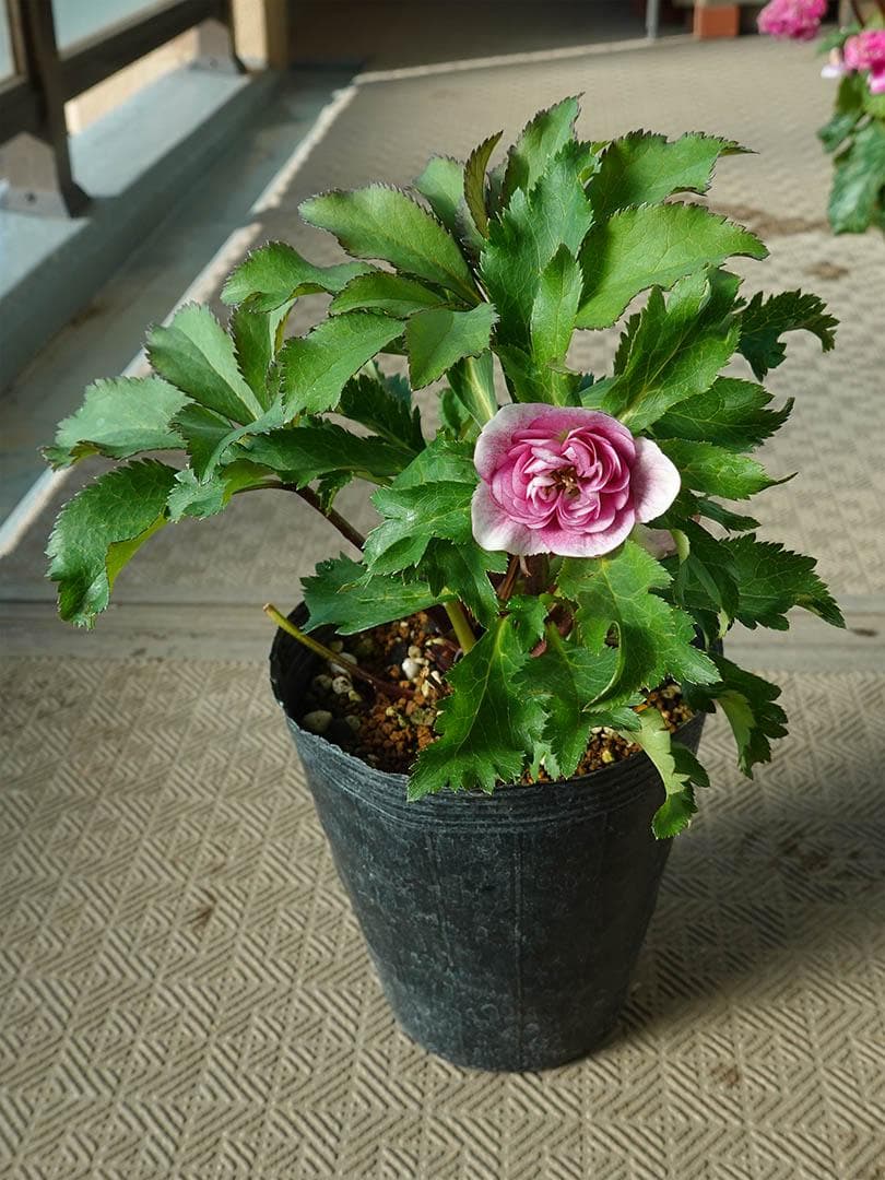 クリスマスローズ dd ピンクグラデーション 変わり咲き