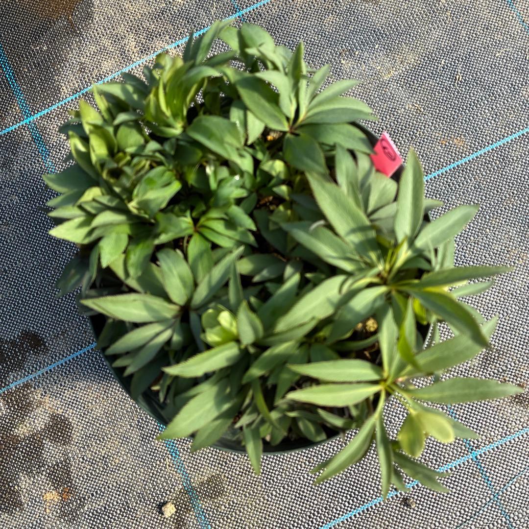 クリスマスローズ　デュメトルム　蕾花6 ６寸