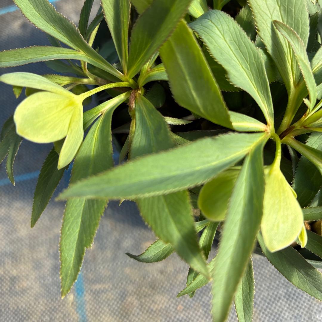 クリスマスローズ　デュメトルム　蕾花6 ６寸