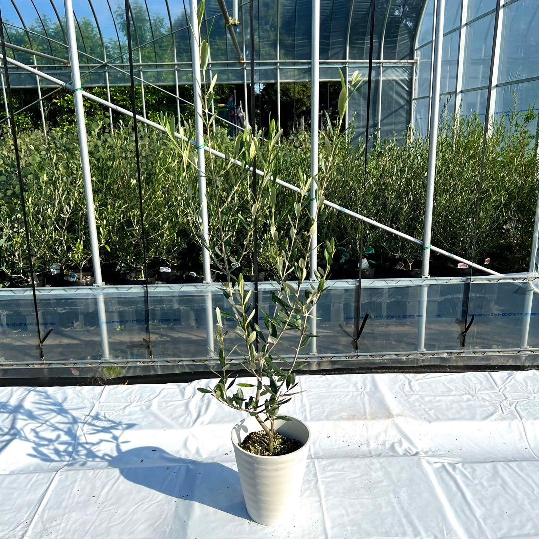 【数量限定‼️化粧鉢（白）】オリーブ　ルッカ　オリーブの木　苗