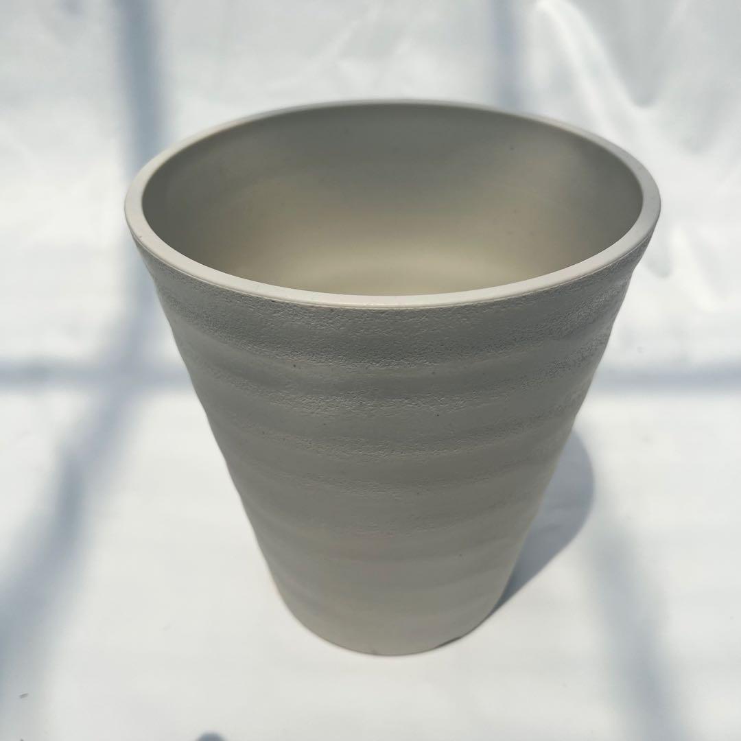 【数量限定‼️化粧鉢（白）】オリーブ　ルッカ　オリーブの木　苗