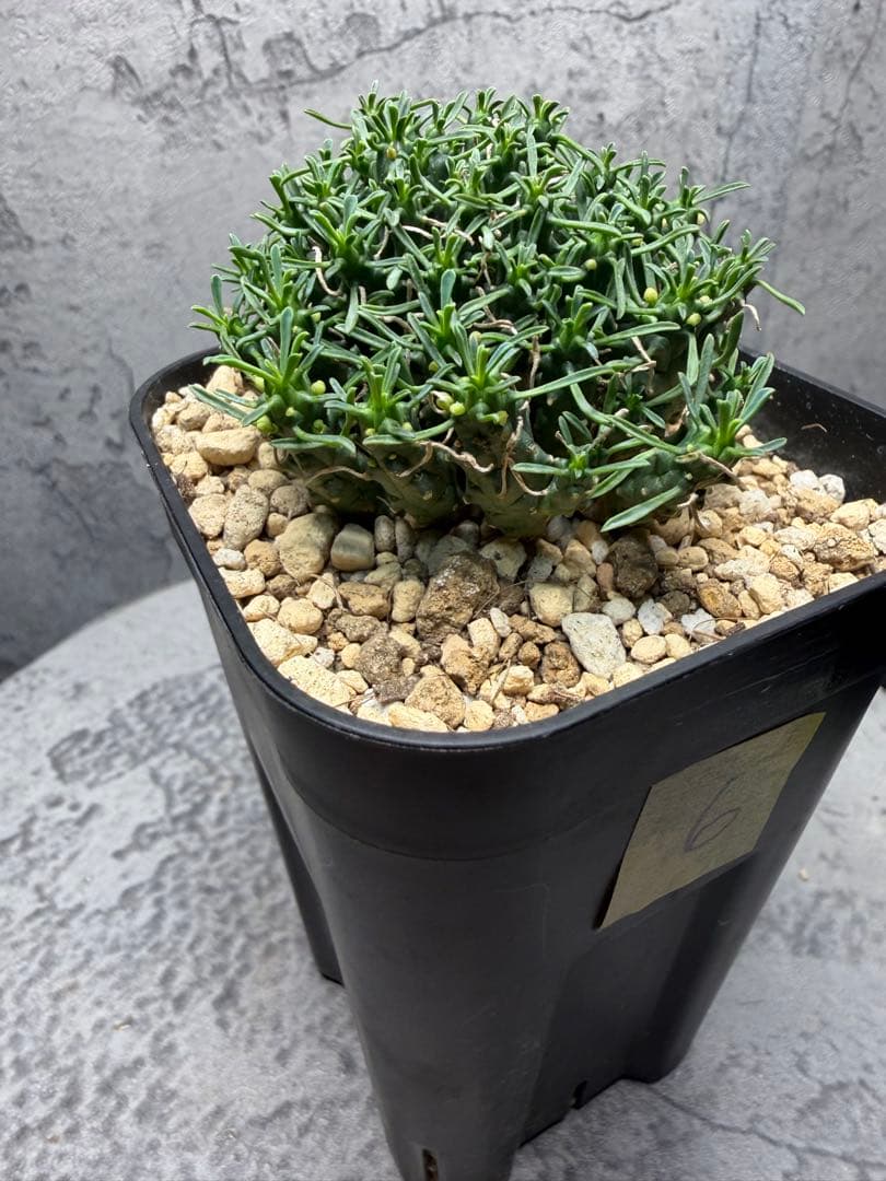 ユーフォルビア デセプタ 実生 良型 美株 ⑥