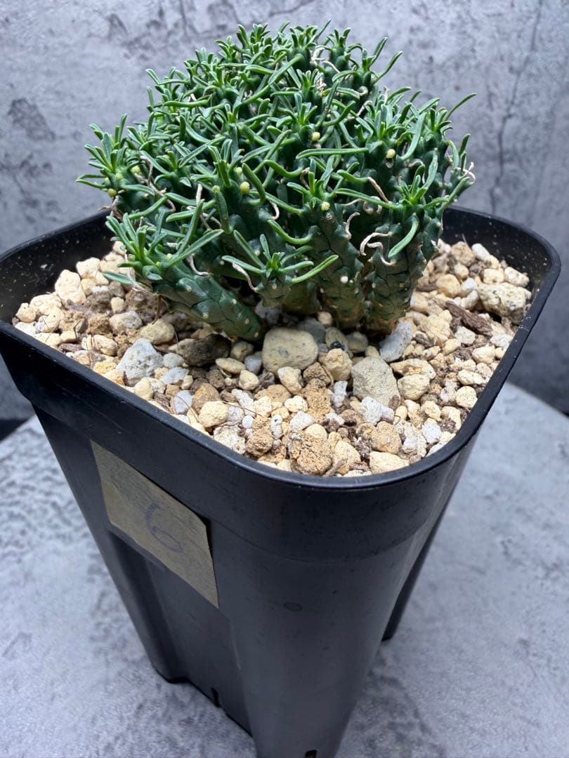 ユーフォルビア デセプタ 実生 良型 美株 ⑥